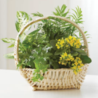 European Sympathy Dish Garden