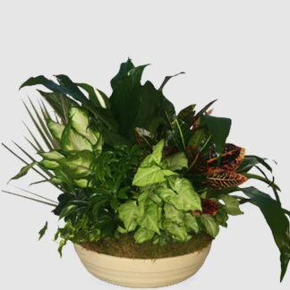 Giant American Dish Garden PLA1195