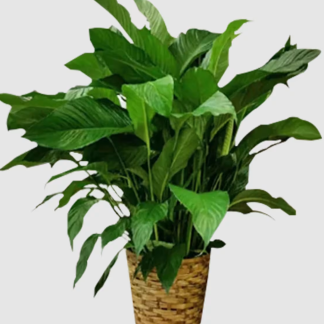 Peace Lily Basket - SYM6122